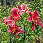 Lily Flower Seeds – Lilium spp.