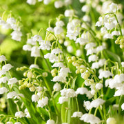 Lily of the Valley Seeds – Convallaria majalis