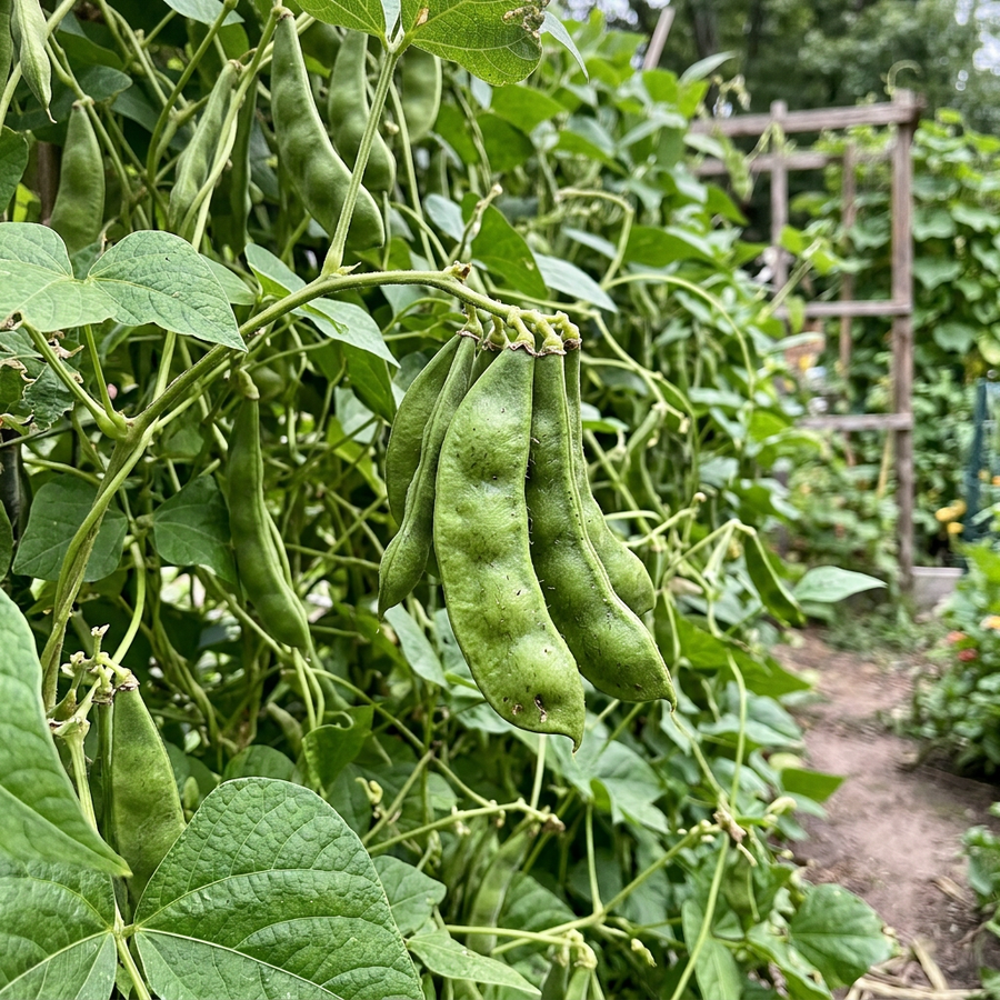 Lima Bean Seeds – Phaseolus lunatus