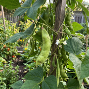 Lima Bean Seeds – Phaseolus lunatus