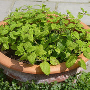 Lemon Balm Seeds – Melissa officinalis