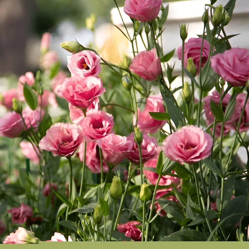 Lisianthus Seeds – Eustoma grandiflorum