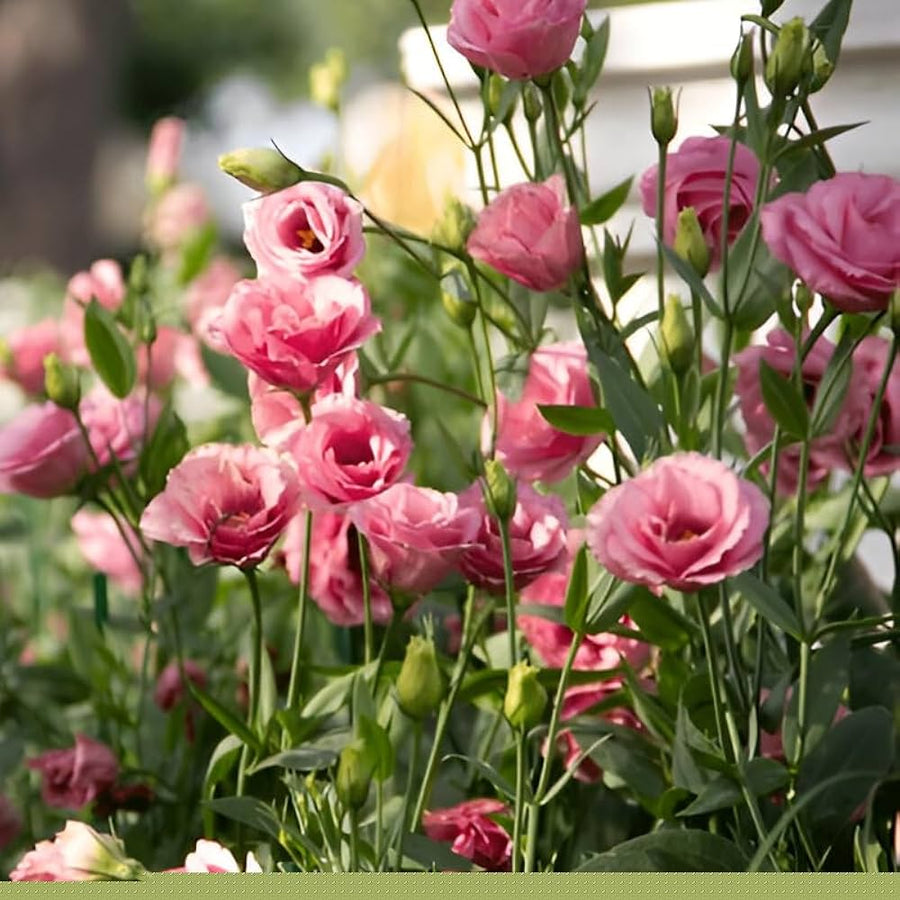 Lisianthus Seeds – Eustoma grandiflorum