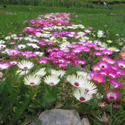 Livingstone Daisy Seeds, Dorotheanthus bellidiformis Flower Seeds