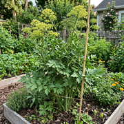 Lovage Seeds – Levisticum officinale