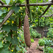 Luffa Seeds – Luffa aegyptiaca