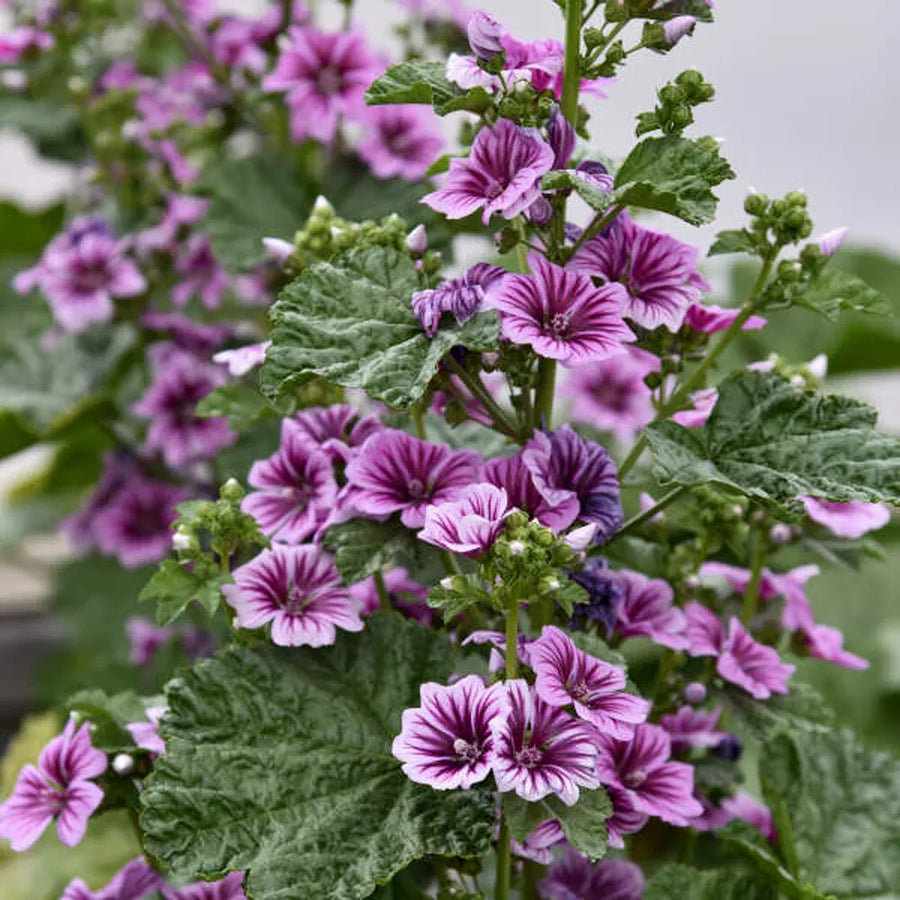 Mallow Seeds – Malva sylvestris