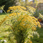 Dill Seeds – Anethum graveolens