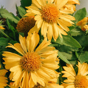 Blanket Flower Seeds – Gaillardia aristata