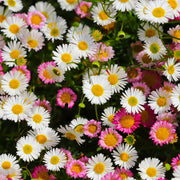 Erigeron Seeds – Erigeron karvinskianus