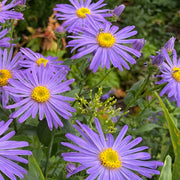Michaelmas Daisy Seeds, Aster amellus Flower Seeds