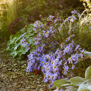 Michaelmas Daisy Seeds, Aster amellus Flower Seeds