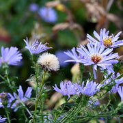 Michaelmas Daisy Seeds, Aster amellus Flower Seeds