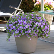 Calibrachoa Seeds – Calibrachoa × hybrida