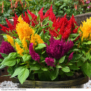 Cockscomb Seeds – Celosia cristata