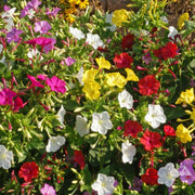 Four O Clock Seeds – Mirabilis jalapa