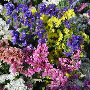Statice Seeds – Limonium sinuatum