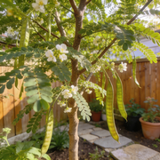 Moringa Seeds – Moringa oleifera