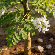 Moringa Seeds – Moringa oleifera