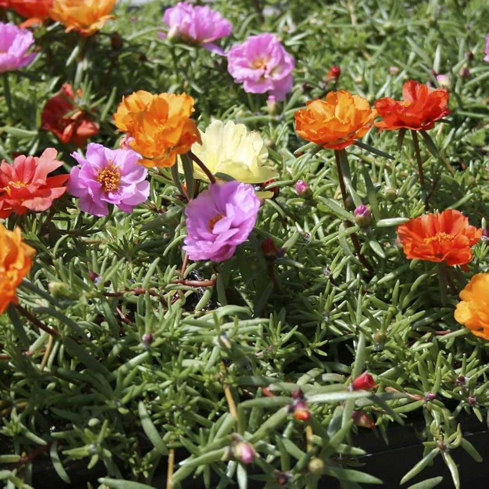Moss Rose Seeds – Portulaca grandiflora