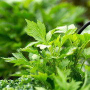 Mugwort Seeds – Artemisia vulgaris