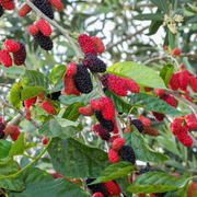 Mulberry Seeds – Morus alba