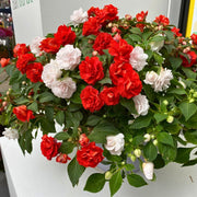 Impatiens Seeds – Impatiens walleriana