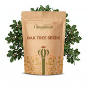 Oak Tree Seeds – Quercus spp.