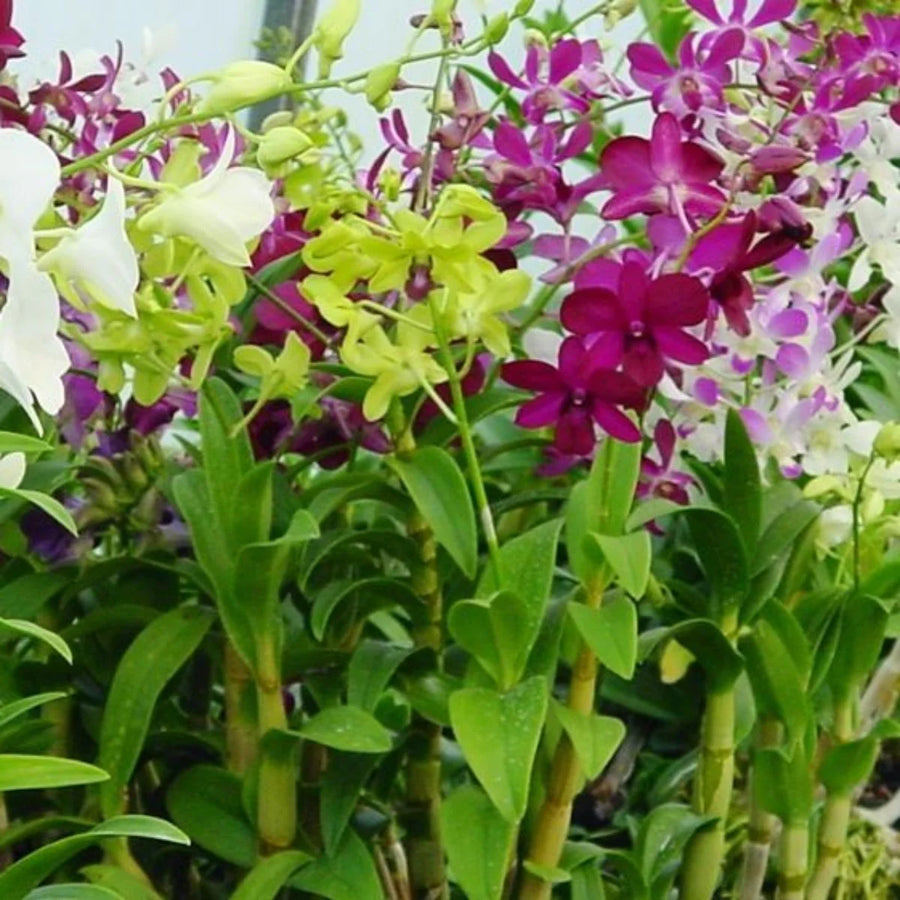 Orchid Seeds – Orchidaceae spp.