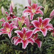Lily Flower Seeds – Lilium spp.