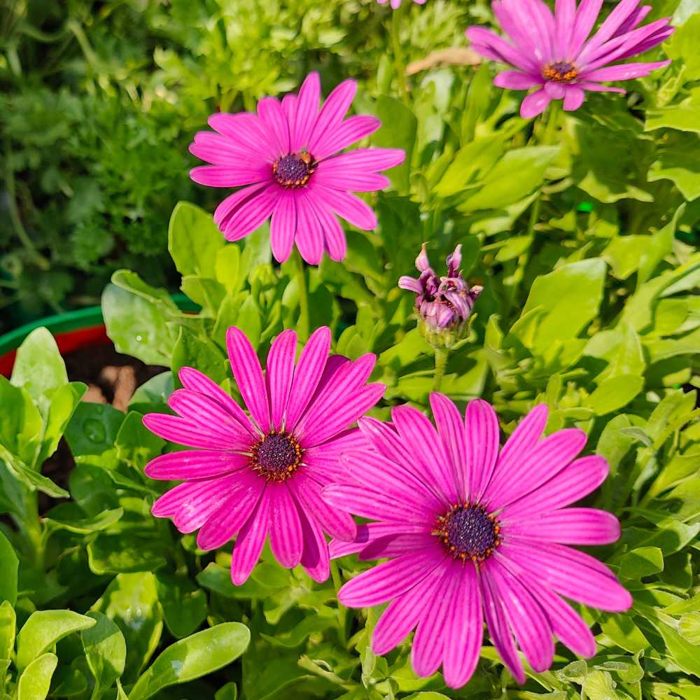 Osteospermum Seeds – Osteospermum ecklonis