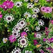 Osteospermum Seeds – Osteospermum ecklonis
