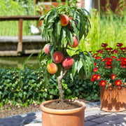 Peach Tree Seeds – Prunus persica