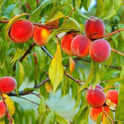 Peach Tree Seeds – Prunus persica