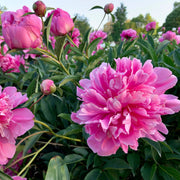 Peony Seeds – Paeonia lactiflora