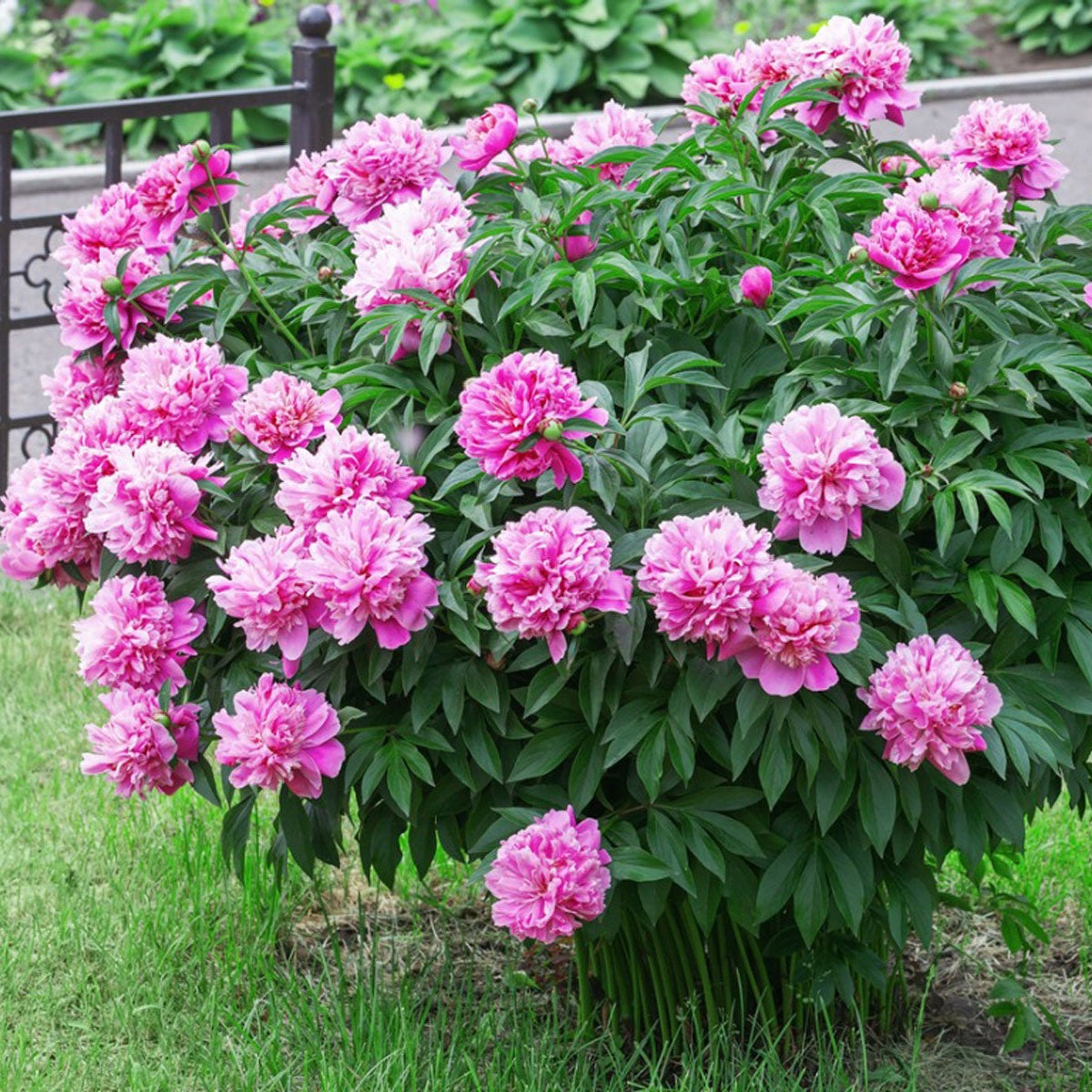 Peony Seeds – Paeonia lactiflora