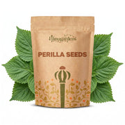 Perilla Seeds – Perilla frutescens
