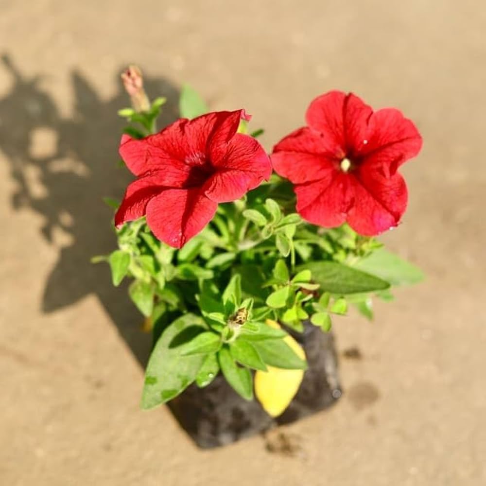 Petunia Seeds – Petunia × hybrida
