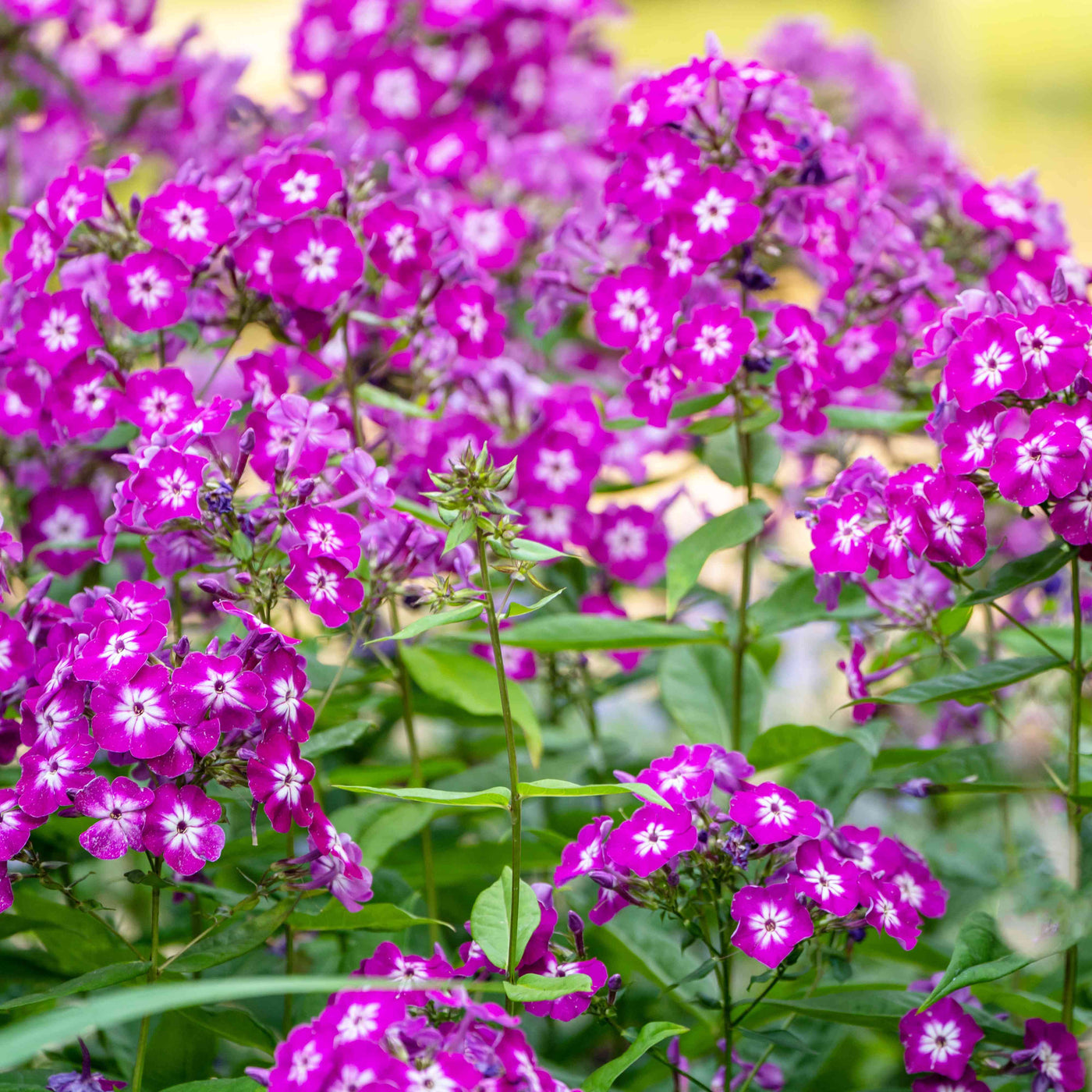 Phlox Seeds – Phlox drummondii