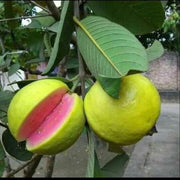 Guava Seeds – Psidium guajava