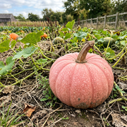 Pumpkin Seeds – Cucurbita pepo