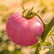 Tomato Seeds – Solanum lycopersicum