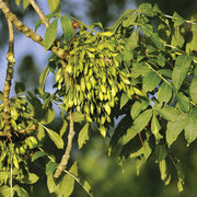 Ash Tree Seeds – Fraxinus spp.