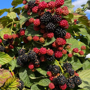 Blackberry Seeds – Rubus fruticosus