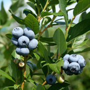 Blueberry Seeds – Vaccinium corymbosum