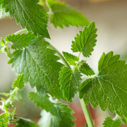 Catnip Seeds – Nepeta cataria