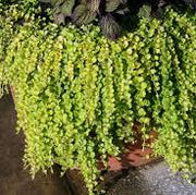 Creeping Jenny Seeds – Lysimachia nummularia