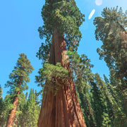 Giant Sequoia Seeds – Sequoiadendron giganteum