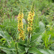 Mullein Seeds – Verbascum thapsus