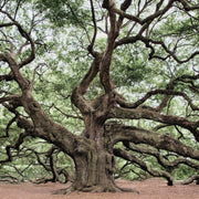 Oak Tree Seeds – Quercus spp.
